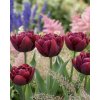 Tulipán 'Alison Bradley' 5 ks