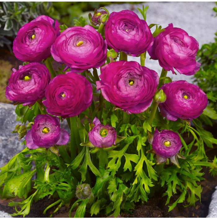 Iskerník plnokvetý fialový - Ranunculus asiaticus - hľuzy iskerníkov - 3 ks