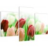 Tulipány, obraz (Obraz 90x60cm)