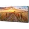 Foto obraz na plátne Pole pšenice 100x50 cm