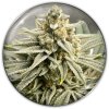 Medical Seeds Co. - Grape Fuel 3 ks - Semená neobsahujú THC