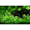 Bacopa Compact