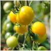 Paradajka Goldkrone - Solanum lycopersicum - semená paradajky - 10 ks