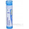 Lachnanthes Tinctoria gra.1 x 4 g 9CH