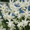Narcis Thalia - Narcissus L. - cibuľoviny - 3 ks