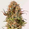 Kera Seeds - Empire Of The Sun 5 ks - Semená neobsahujú THC