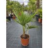 Trachycarpus fortunei vo výške 80 cm