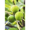 Figovník BIO letný FloraSelf Bio Ficus carica 'Desert King´ kvetináč 3 l
