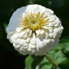 Cínia Zinderella White - Zinnia elegans - semená - 20 ks