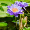 Lekno fialové - Nymphaea caerulea - semiačka - 6 ks