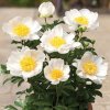 Pivónia Patio Dublin - Paeonia lactiflora - hľuzy pivónie - 1 ks