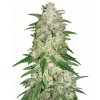 Fastbuds - Gelato Auto 10 ks - semená neobsahujú THC