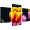 Obraz tulipánu (Obraz 90x60cm)