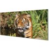 Nástenný panel Tiger Woods 100x50 cm