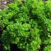 Petržlen Zelená Perla - Petroselinum crispum - semená petržlenu - 800 ks