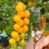 Divoká paradajka Murmel žltá - Solanum pimpinellifolium - semená - 6 ks