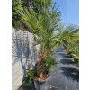 Trachycarpus fortunei dva kmene v celkovej výške s kvetináčom 250 cm