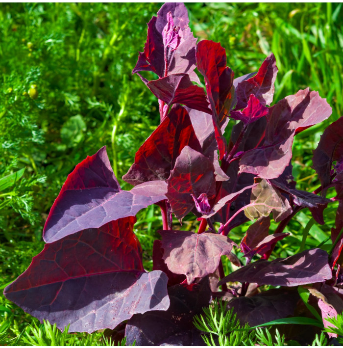 Loboda záhradná Scarlet - Atriplex hortensis - semená - 60 ks