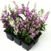 Angelonia angustifolia Serena Series F1 Mix 1000 semien