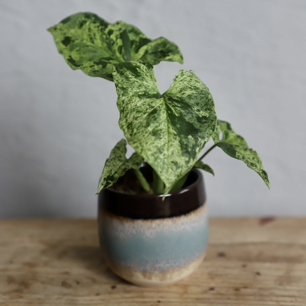 Syngonium Mottled Mojito baby