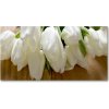 Foto obraz akrylový Biele tulipány 100x50 cm