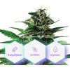 Pure Mountains CBD - feminizované semienka Cannapio Premium 5 ks