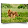Sablio Obraz Lev a levica - 60x40 cm