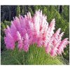 Semená pampovej trávy ružovej DobreNasiona.pl 100 ks