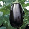 Baklažán Falcon F1- Solanum melongena - semená baklažánu - 8 ks