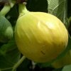 Figovník - Ficus carica ´Verdino´ - 30/40cm