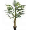 Palma Areca, 3 kmeny, 150 cm