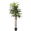 Kentia palma, 150cm