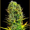 Anaconda Seeds - Amnesia Haze 1 ks - Semienka neobsahujú THC