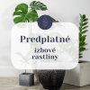 Predplatné - izbové rastliny - jednorázové prekvapenie