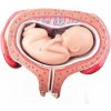 Model plodu, 5 mesiac, dorzálna pozícia (Anatomické modely)