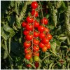 Paradajka kríčková Gartenperle - Solanum lycopersicum - semená - 10 ks