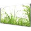 Sklenený obklad Do kuchyne Tráva rastlina príroda 100x50 cm