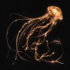 Royal Blood: Back to the Water Below - CD