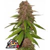Fast Buds Cannabis Seeds C4 Auto 3 ks