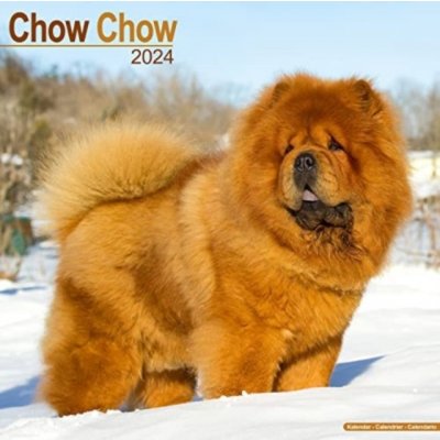 Chow Chow Square Dog Breed Wall 16 Month 2024