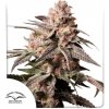 Dutch Passion Slush Mint Cake Semienka neobsahujú THC 5 ks
