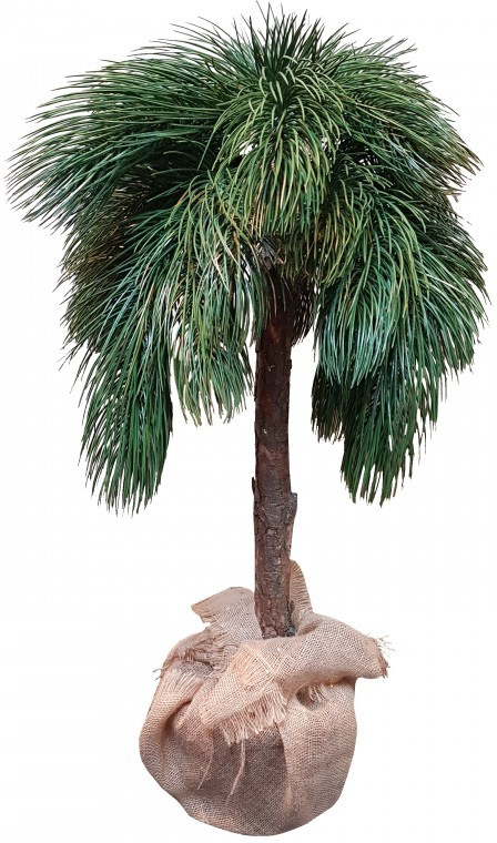 Prehozynapostel Exotická palma vo výške 100 cm od 45,9 € - Heureka.sk