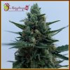 Dr. Krippling Seeds - White Rush Auto 10 ks - Semená neobsahujú THC