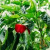 BIO Paprika Bellpepper červená - Capsicum annuum - bio semená - 6 ks