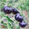 Paradajka Indigo Rose - Solanum lycopersicum - semená - 7 ks