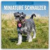 Miniature Schnauzer Zwergschnauzer 16-Monats 2026