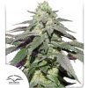 Dutch Passion - Auto Skywalker Haze 3 ks - Semená neobsahujú THC.