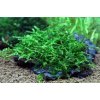 Creeping moss - Vesicularia sp.