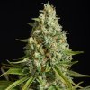 Silent Seeds - Amnesia Lemon 3 ks - Semená neobsahujú THC