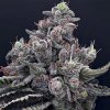 Anesia Seeds - Mob Boss 3 ks - semená neobsahujú THC